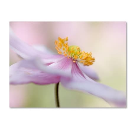 Mandy Disher 'Japanese Anemone' Canvas Art,35x47